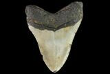 Fossil Megalodon Tooth - North Carolina #109851-2